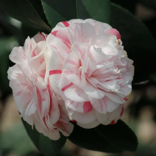 semi di camelia, tagliare di camelia, resistenti, interno di d'appartamento, 15pcs