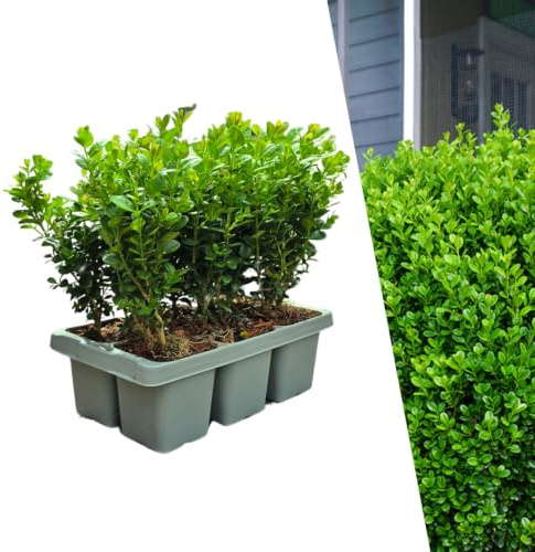 Arbustos de Boj Perennes, para Setos y Jardín, Verde, Set de 6 Unidades