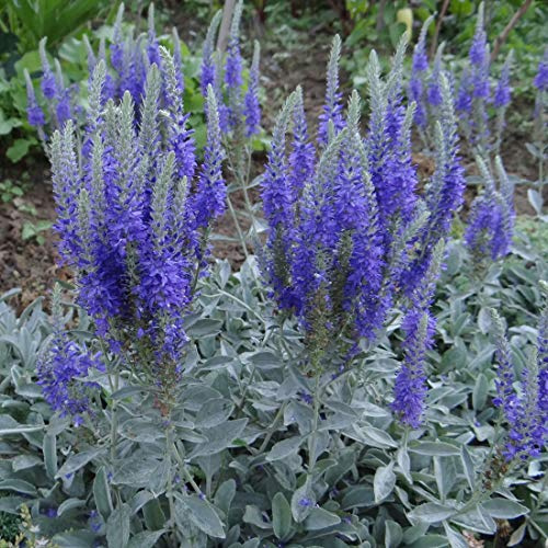 6 x Veronica Spicata Incana - Blauer Ehrenpreis Topf 9x9cm