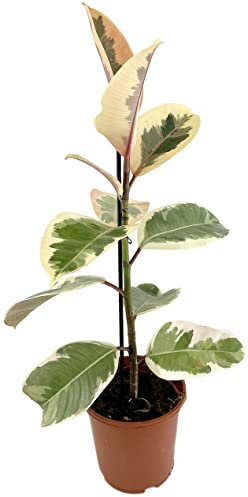 Ficus Elastica Tineke o Variegata Natural Árbol de Interior o Exterior de Zonas Tropicales