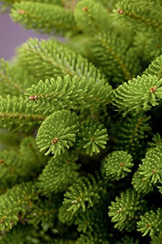 Abies koreana 'Molli' 100-125 cm, Koreatanne, kompakter Wuchs, dekorative Zapfen, ideal für kleine Gärten, winterhart, pflegeleicht