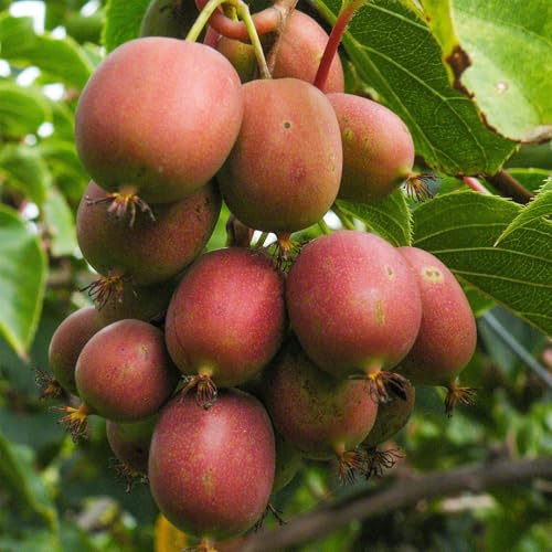 Kiwipflanze weiblich Ken's Red Actinidia 2 Pflanzen winterhart 15cm 50cm rote Kiwi Obstpflanze für Garten Balkon Terrasse Kletterpflanze pflegeleicht
