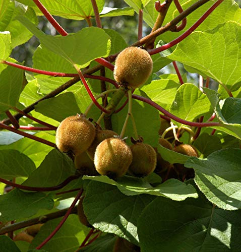 Selbstfruchtende Kiwi Boskoop 60-80cm - Actinidia chinensis - lebende Gartenpflanze aus den Baumschulen