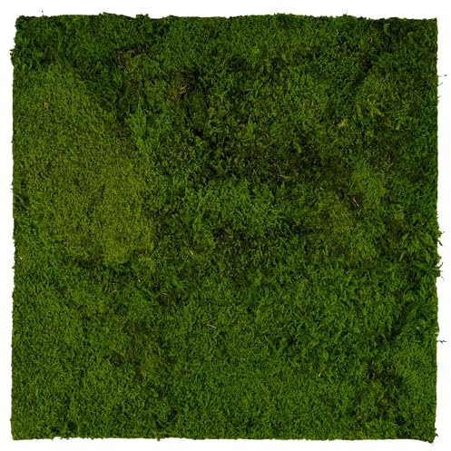 Moosplatte Moosbild mit Flachmoos Moosbild Rentiermoosbild Islandmoosbild Islandmoos Rentiermoos Moos Wandbild Wanddeko Wandbilder mit Rentiermoos Mooswand Bilder Wanddekoration mit Moos (50x50 cm)
