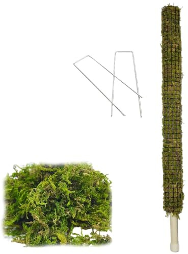 Paļo Antimuschio Autoirrigante | Pianta Monstera Muschio | La Pianta In Vaso Fatta A Mano Con Veri Bastoncini Di Muschio Supporta Il Traliccio Per Grandi Piante Rampicanti Da Interni