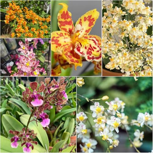 Oncidium orchidea giardino interni semi interni semi giardino scalatrici resistenti decorativi balcone decorazioni per esterni 200pcs