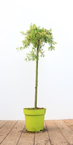 Salix simulatrix Hochstamm 60 cm Stammhöhe – Winterhart, Mehrjährig, Pflegeleicht – Weide – Ziergehölz für Kübel & kleine Gärten