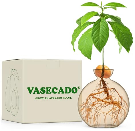 Vasecado Vase à graines d'avocat pour avocats (champagne avocat)