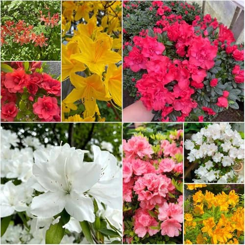 semillas de rododendro resistente semillas de jardín decorativas rododendro hoja perenne resistente resistentes para el jardín ornamental 200pcs