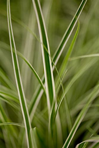 Carex oshimensis 'Everest' 9x9 cm Topf – Winterhart, Immergrün, Pflegeleicht – Japan-Segge – Ziergras für Beet & Kübel