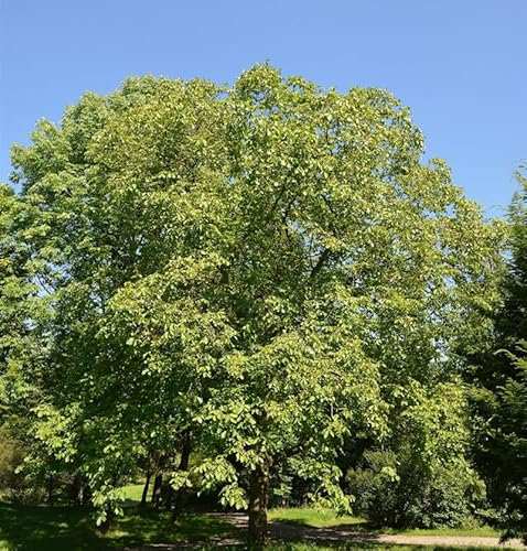 Walnuss Broadview 125-150cm - Juglans regia