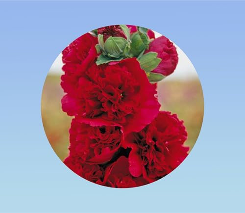 20 graines de Rose Tremiere scarlet rouge - Alcea rosea - vivace - double fleur -