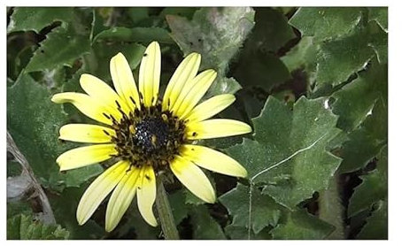 Pcs - 10x Arctotheca Calendula Ringelblumen-Arctotheca Jardin Plantes - Graines B129 Plantes Boutique Samenbank Pfullingen Patrik Ipsa