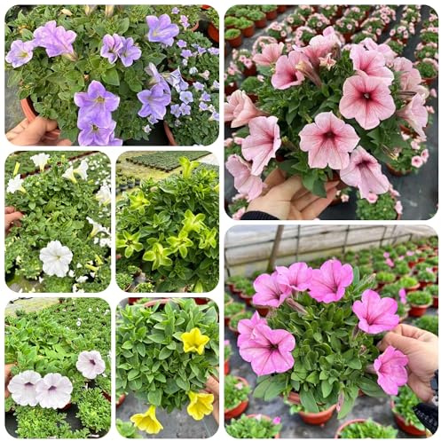 petuniensamen, garten balkon winterhart exotische bienenfreundliche 300pcs
