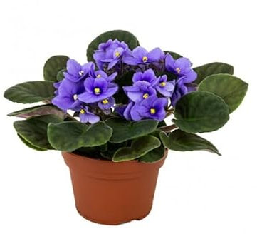 Saintpaulia | Planta Natural con Flores de Exterior | Colores Mixtos | Flor Violeta Africana