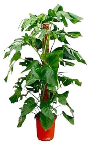 Fensterblatt – Monstera Pertusum – Zimmerpflanze – 120cm – Ø24cm – Tropische Grünpflanze mit großen Blättern für Wohnzimmer und Büro
