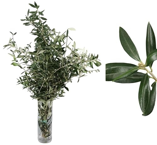 Ramo de Olivo Natural Silvestre para Decoración Interior | DECOALIVE