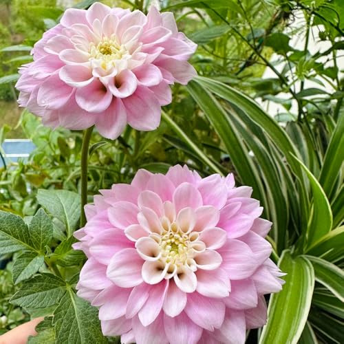 tuberi di dalia - balcone Aiuole rialzate per il giardino decorazioni giardino per esterni interna balcone con arredamento del soggiorno all'aperto 12pcs
