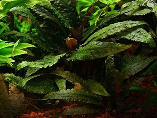 AquaPlants Gehämmerter Wasserkelch/Cryptocoryne bullosa - 1 Bund