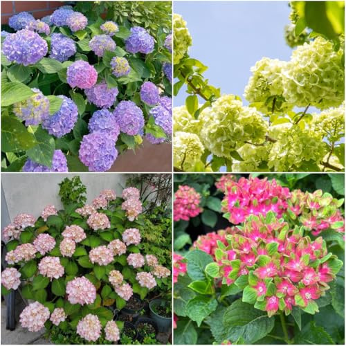 semi di ortensia - di balcone primavera ortensie balcone semi per esterno interni esotici resistenti giardino giardino 80pcs