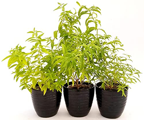 POWERS TO FLOWERS - CITRONELLA PIANTA, CYMBOPOGON, VASO 14cm, 3 PIANTE, piante vere