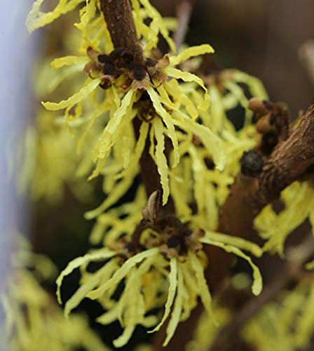 Zaubernuß Yamina 30-40cm - Hamamelis intermedia - lebende Gartenpflanze aus den Baumschulen
