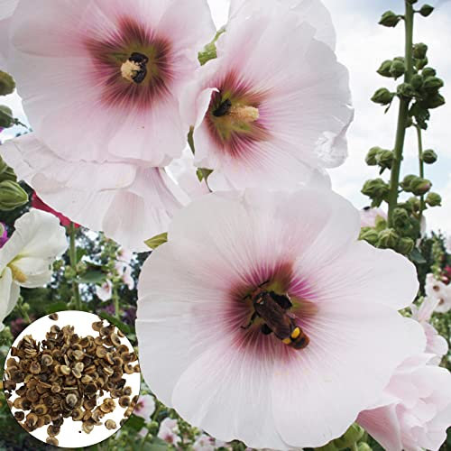 50Pcs Flowering Seeds Biennial Full Sun Medium Watering Hollyhock Seeds for Yard - Pink - Flower Seeds Vegetable Seeds Fruit Seeds Garden Plant Seeds for Planting
