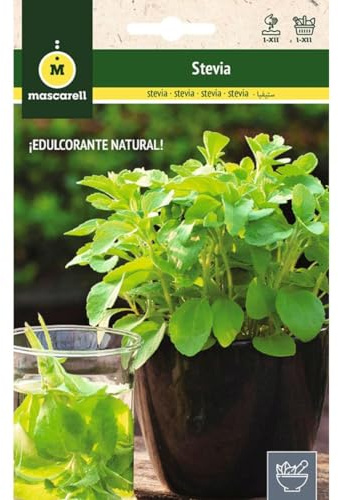 Mascarell STEVIA Graines d'herbes aromatiques à planter, créez votre propre potager à la maison, 10-15 SEM