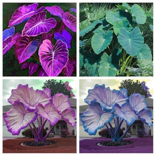 Bulbos de orejas de elefante. Perenne resistente al frío, fácil de cultivar y mantener, siempre verde todo el año, decoración moderna, adecuada para principiantes.-3bulbos-A
