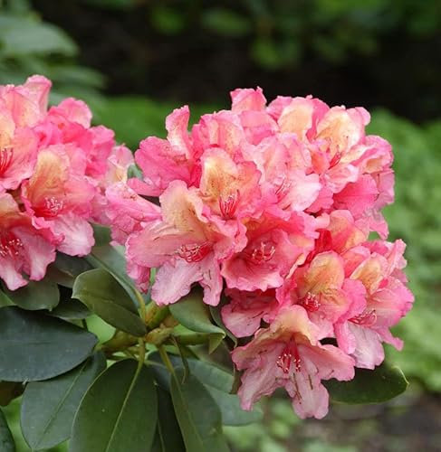 INKARHO - Rhododendron Lullaby 25-30cm - Rhododendron yakushimanum - lebende Gartenpflanze aus den Baumschulen