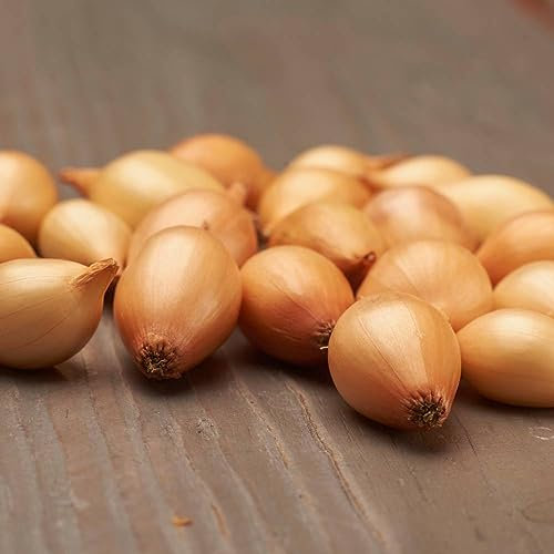 Wintersteckzwiebeln Sturon (500 gr) - Steckzwiebeln Winterhart - Hoher Qualität aus Holland (kein Samen) - Mild scharfe Gemüsezwiebel - Steckzwiebel größe 14-21 mm
