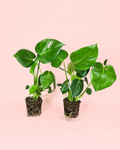 PUR PLANT Monstera Deliciosa - 2 Uds | Costilla De Adán | Planta Natural De Interior Tropical y Resistente | Hojas Grandes y Decorativas | Maceta De Ø14 cm