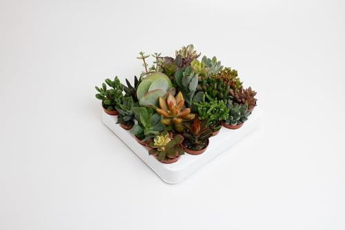 Sukkulenten-Mix | 20 Stück - 10cm - Ø5,5cm - Zimmerpflanze - Immergrün - Multideal - Kakteen und Sukkulenten