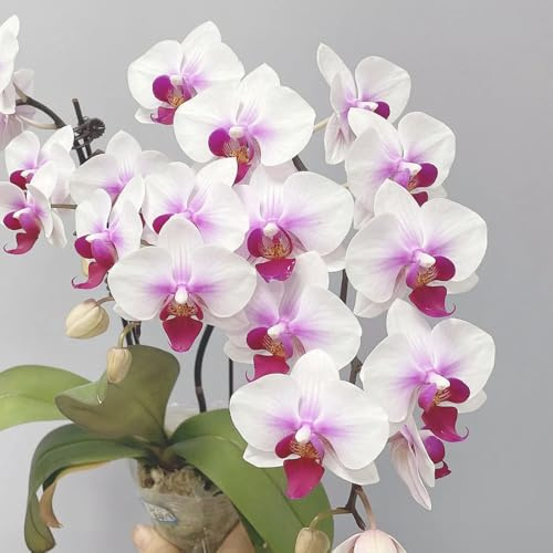 Semillas de orquídeas phalaenopsis - interior Las del jardín resistentes decoración invernadero 600pcs