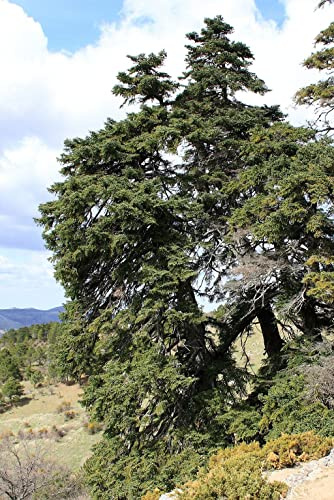 Spanische Tanne -abies pinsapo- 15 Samen