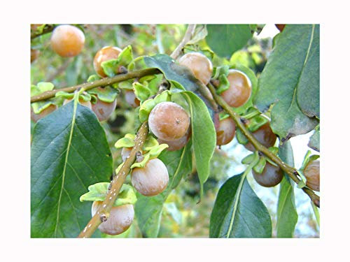 Hardy Edible Fruit, Date Plum Tree, DIOSPYROS Lotus, Sweet Fruits, 20-30cm Starter Plant in an 8cm Pot