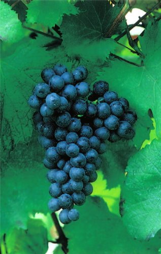 Vitis vinifera Paradiestraube Weinrebe große blaue Beeren veredelt & Neuaustrieb