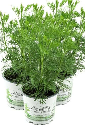 3er Set Cola-Strauch, Cola-Kraut im Topf, Artemisia abrotanum var. Maritima, frische Coca-Cola Pflanze direkt aus der Gärtnerei Enseleit