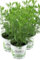 3er Set Cola-Strauch, Cola-Kraut im Topf, Artemisia abrotanum var. Maritima, frische Coca-Cola Pflanze direkt aus der Gärtnerei Enseleit