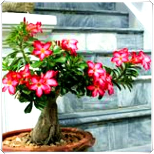 I bulbi di rosa del deserto fioriscono splendidamente, aggiungendo un tocco di natura.-2bulbi-X