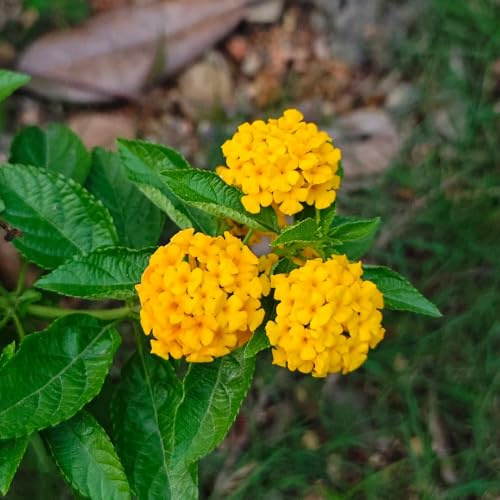 wandelröschen winterharte kletterpflanzen indoor garten wildkräuter winterharte stauden für pralle sonne wildblumensamen mehrjährig winterhart gewächshaus balkon pflanzensamen 100samen