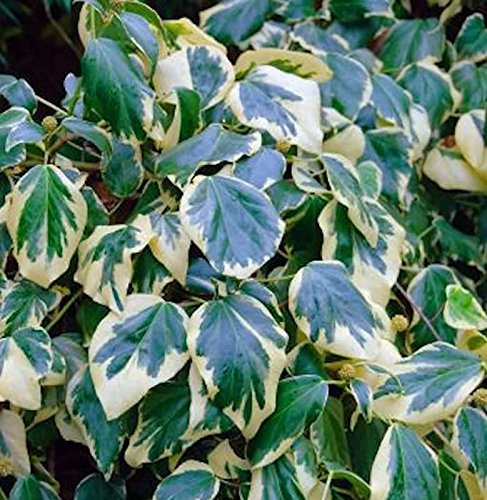 Gelbbunte Kaukasischer Strauch Efeu 60-80cm - Hedera colchica