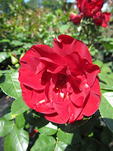 Strauchrose Paprika® - Rosa Paprika® - Tantau Rose
