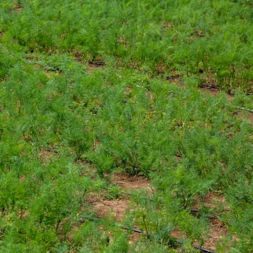 Semi di aneto - resistenti per giardini rocciosi per giardinieri esotico vecchie varietà giardino aromatiche aromatiche da giardino da balcone 300pcs