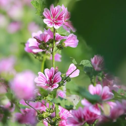 semi di malva selvatica, copertura del terreno, perenne di malva rampicanti resistenti, biologici di campo da balcone, resistenti all'esterno 100pcs