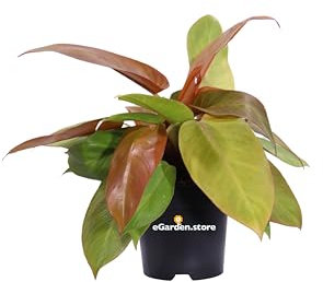 Pianta di Philodendron Prince Of Orange Pianta di Filodendro pianta da interno pianta ornamentale foglie arancioni pianta da arredo pianta vera di Philodendron venduta da eGarden.store