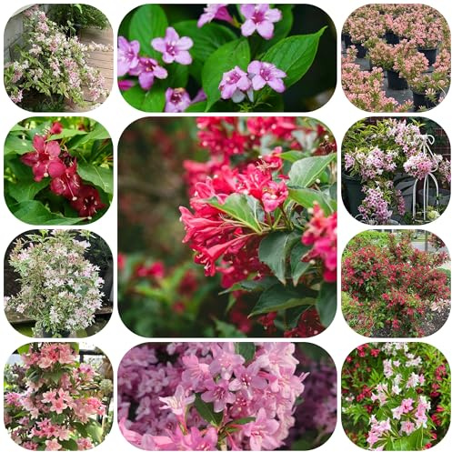 semillas resistentes de weigela, resistentes al aire libre weigela elevadas, arbustos ornamentales, decoraciones 200pcs