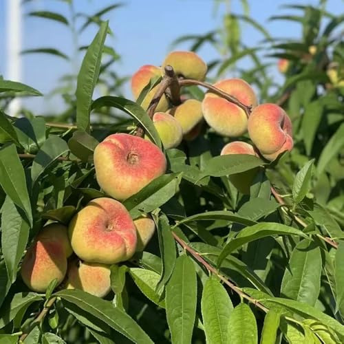 pfirsichbaum winterhart - obstbaum gewächshaus balkon exotische garten 55samen
