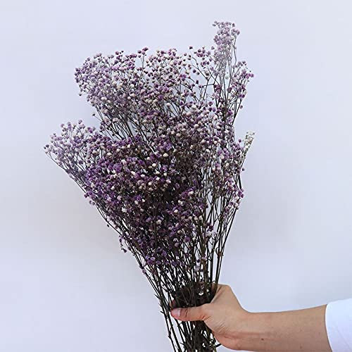 YIWOYI Natürliche Schleierkraut, getrocknete Blumen, natürliche frische Schleierkraut, Atemblumensträuße, Geschenk für Hochzeitsdekoration, Heimdekoration (lila, 40–55 cm, 80 g)