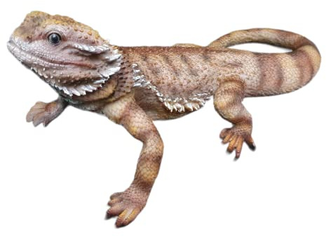 Aspinaworld Gartenfigur Bartagame 34 cm lang – detailreiche Reptilien Figur aus Kunstharz – für Außenbereich